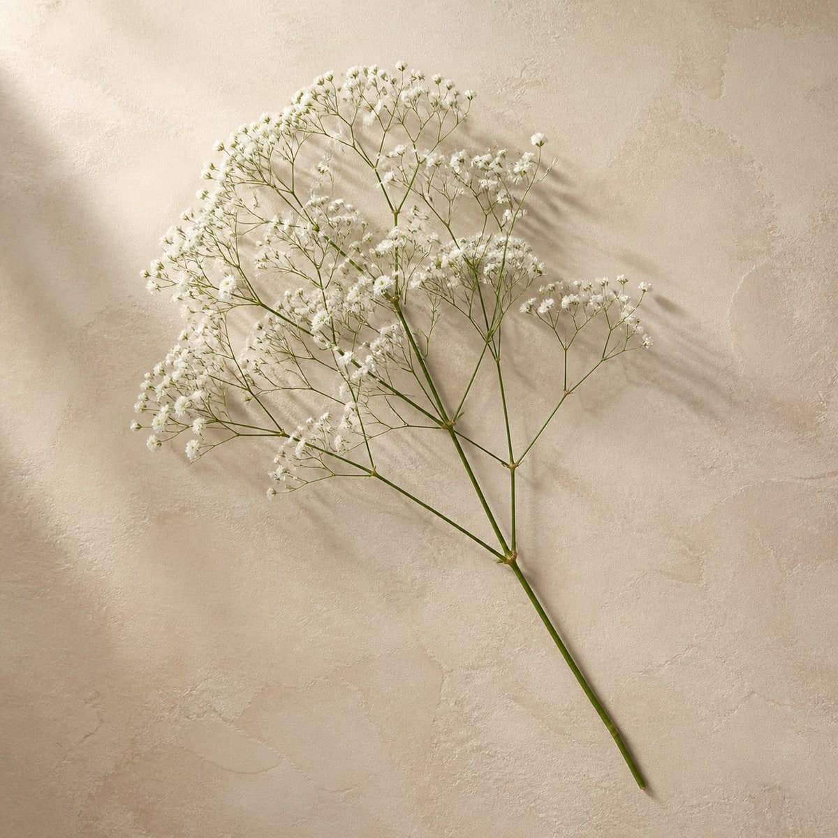 Baby's Breath Stems