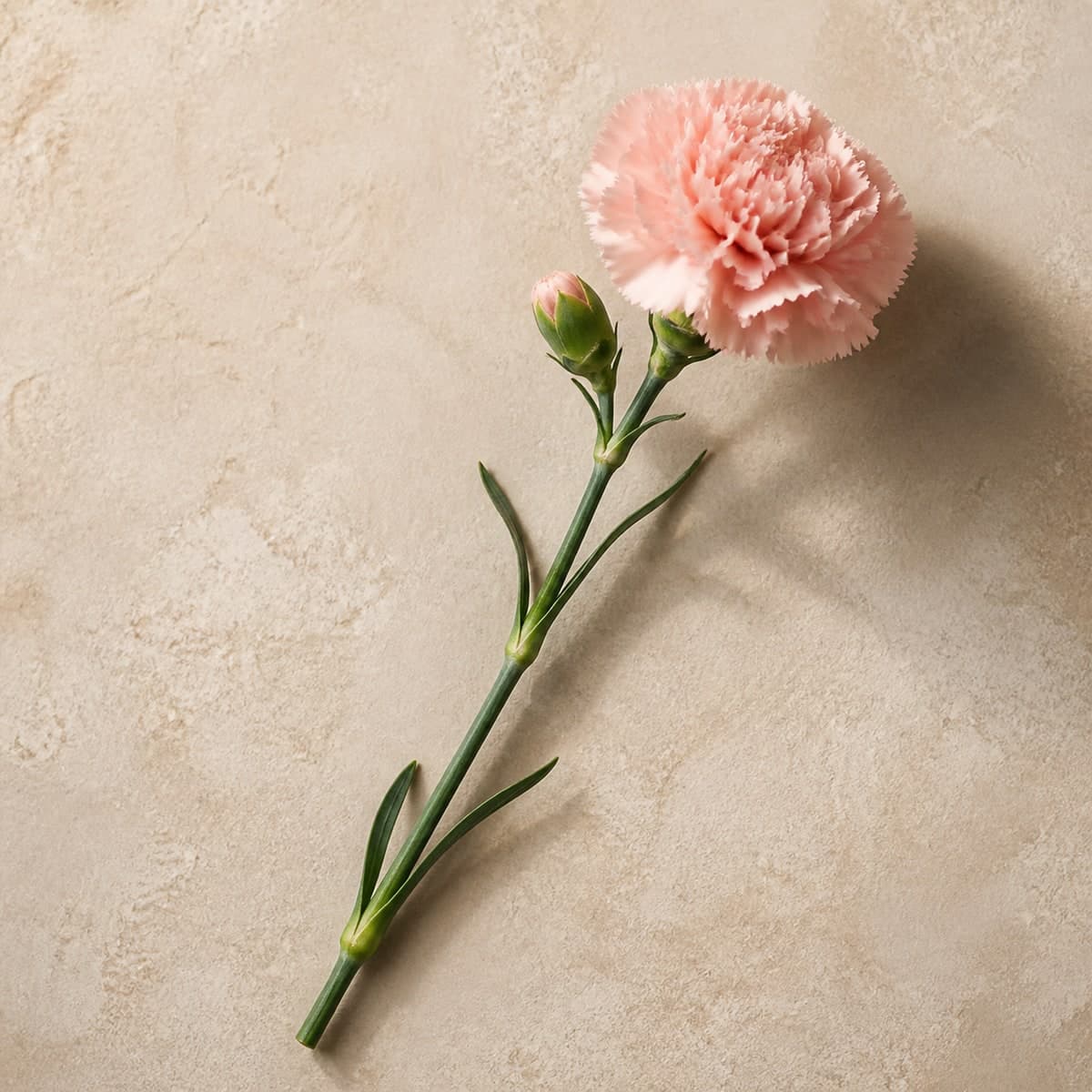 Blush Carnation Stems