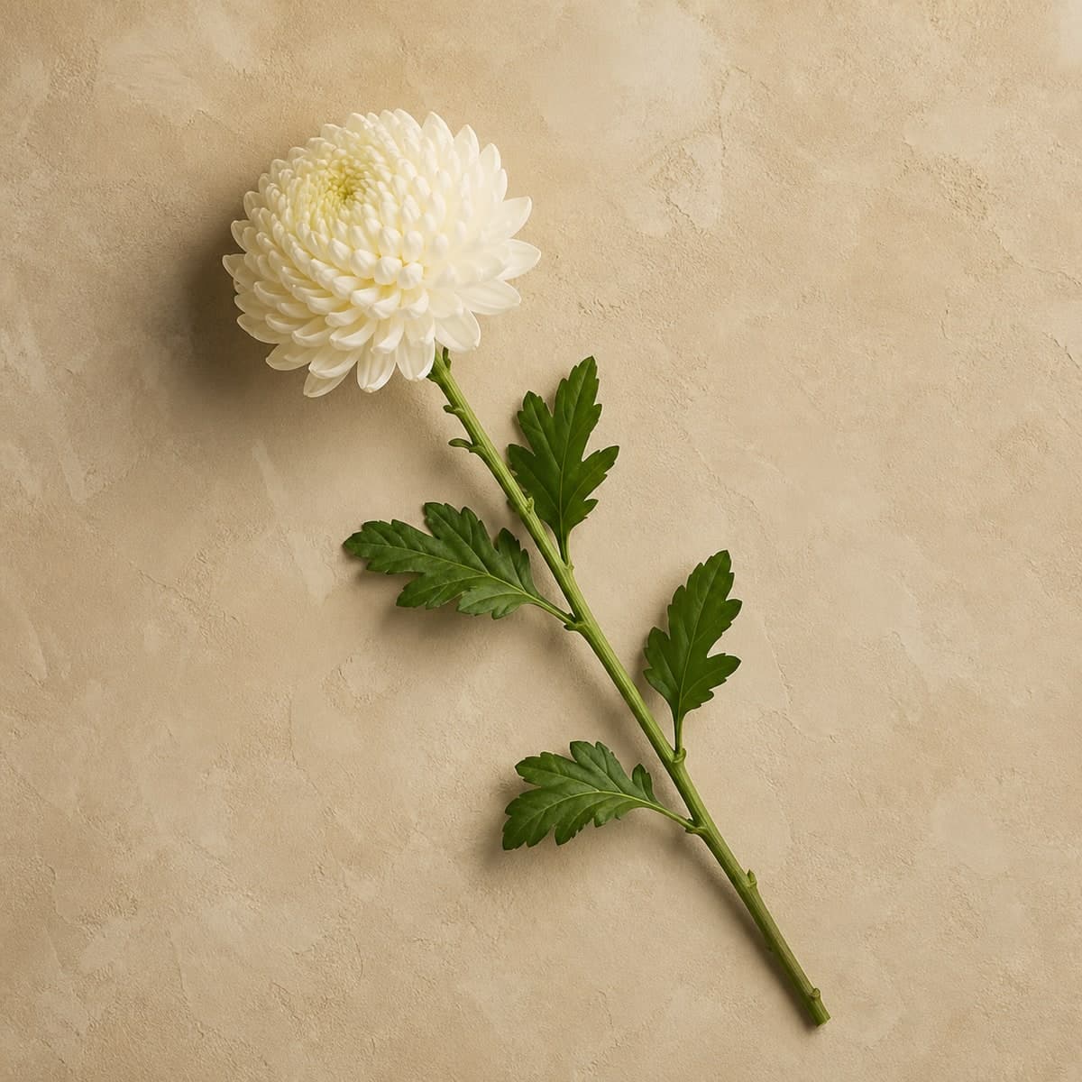 Cream Chrysanthemum Stems