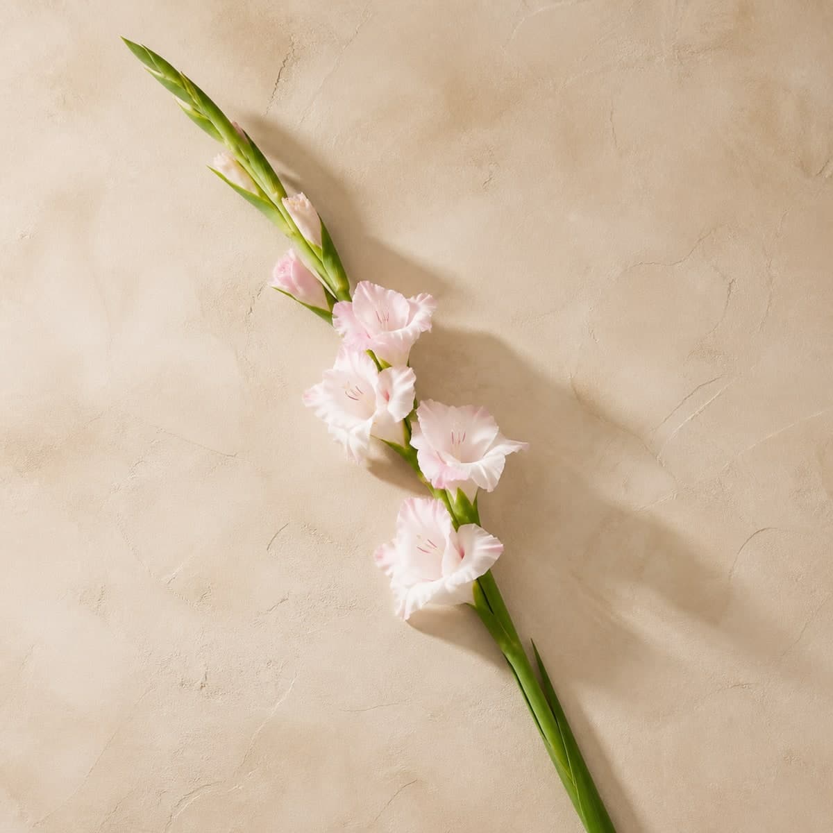 Blush Gladiolus Stems