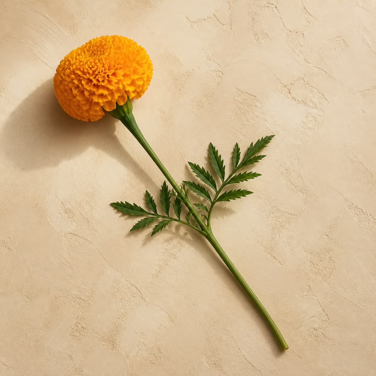 Golden Marigold Stems