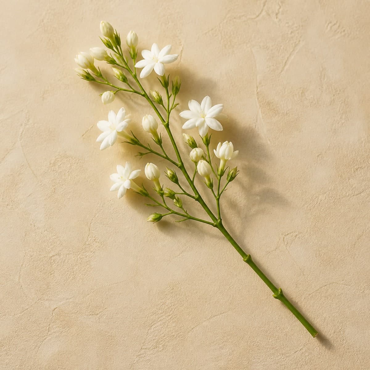Motia & Jasmine Stems