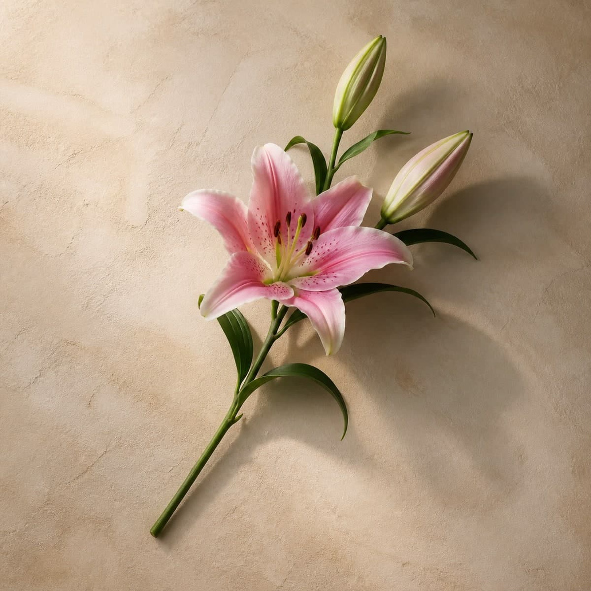 Pink Lily Stems