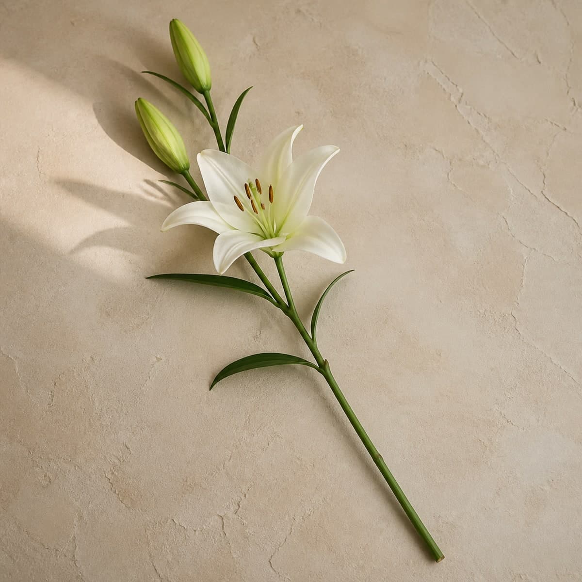 White Lily Stems